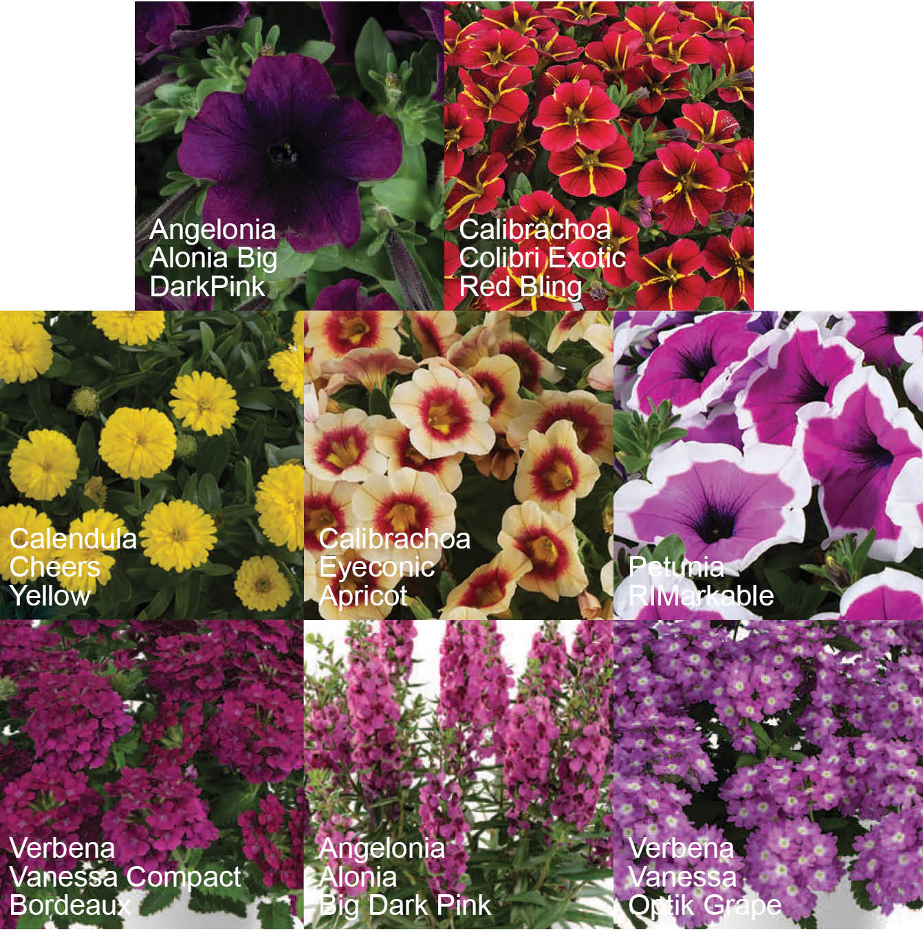 Plantpeddler Danziger Spring Annuals Trial Pack - Plant Material